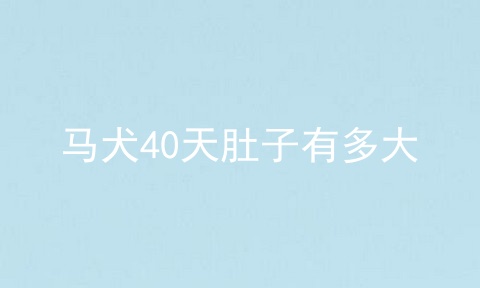 马犬40天肚子有多大