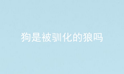 狗是被驯化的狼吗