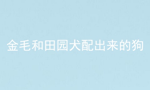 金毛和田园犬配出来的狗