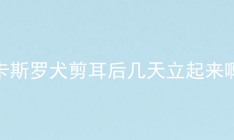 卡斯罗犬剪耳后几天立起来啊