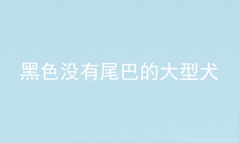 黑色没有尾巴的大型犬
