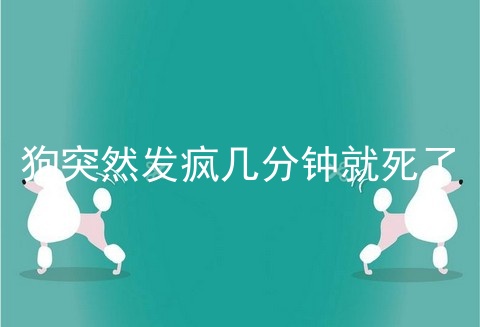 狗突然发疯几分钟就死了