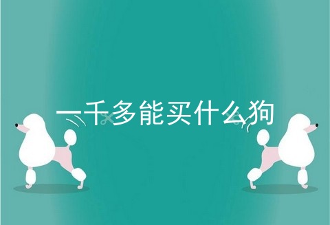 一千多能买什么狗