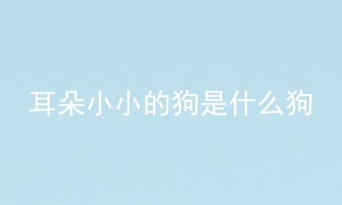 耳朵小小的狗是什么狗