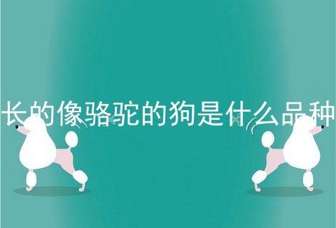 长的像骆驼的狗是什么品种