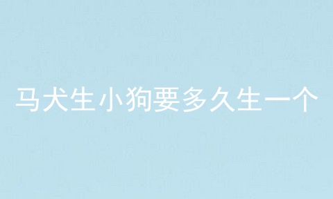 马犬生小狗要多久生一个