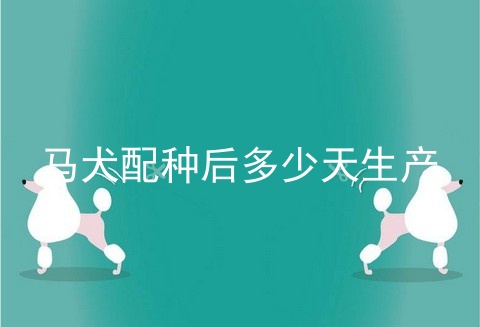 马犬配种后多少天生产