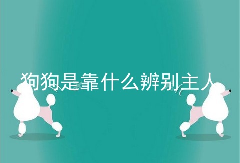 狗狗是靠什么辨别主人