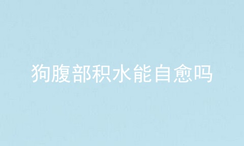 狗腹部积水能自愈吗