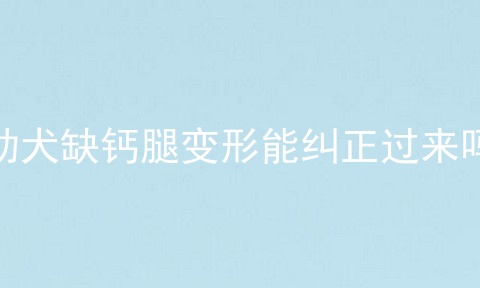 幼犬缺钙腿变形能纠正过来吗