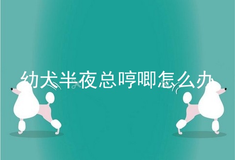 幼犬半夜总哼唧怎么办