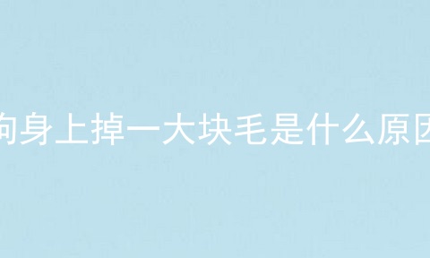 狗身上掉一大块毛是什么原因