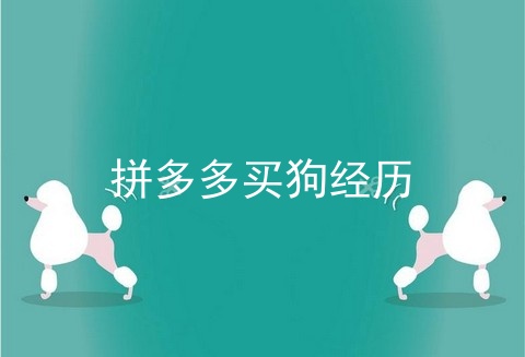 拼多多买狗经历