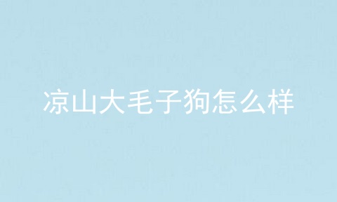 凉山大毛子狗怎么样