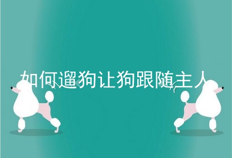 如何遛狗让狗跟随主人