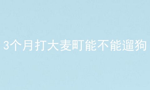 3个月打大麦町能不能遛狗