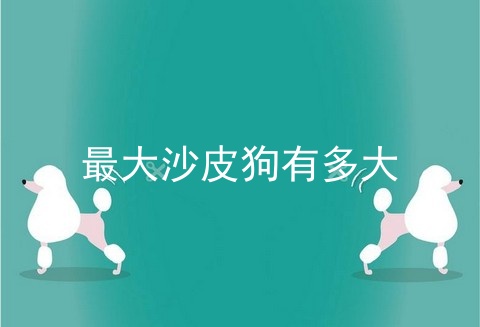 最大沙皮狗有多大
