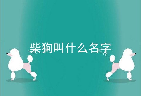 柴狗叫什么名字