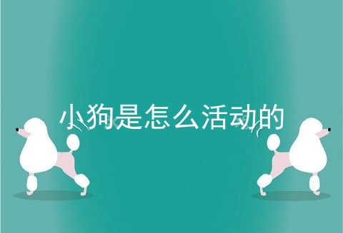 小狗是怎么活动的
