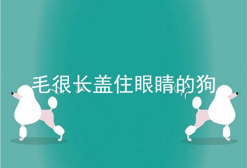 毛很长盖住眼睛的狗