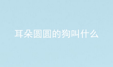 耳朵圆圆的狗叫什么