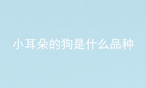 小耳朵的狗是什么品种
