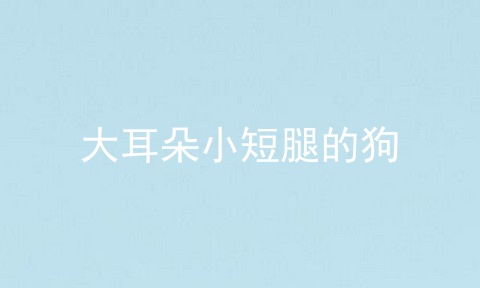 大耳朵小短腿的狗