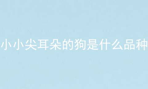 小小尖耳朵的狗是什么品种