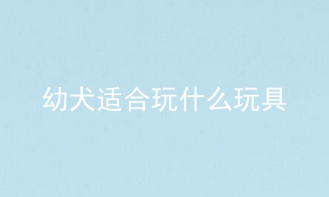 幼犬适合玩什么玩具
