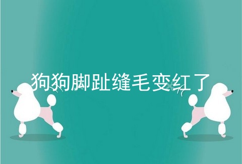 狗狗脚趾缝毛变红了