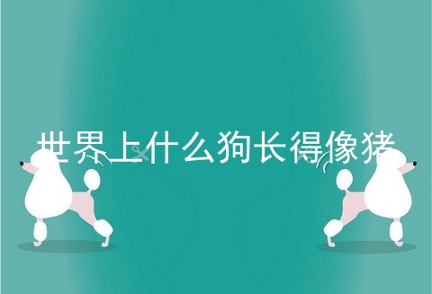 世界上什么狗长得像猪