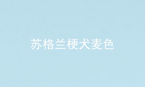 苏格兰梗犬麦色