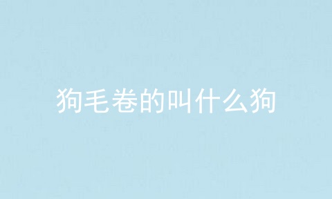 狗毛卷的叫什么狗