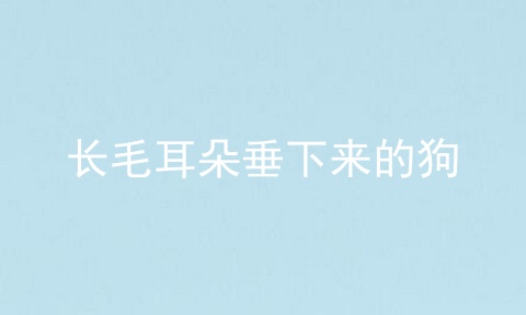 长毛耳朵垂下来的狗
