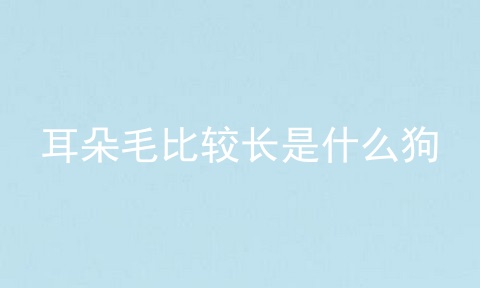 耳朵毛比较长是什么狗