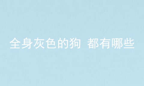 全身灰色的狗 都有哪些