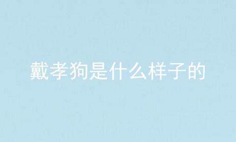 戴孝狗是什么样子的