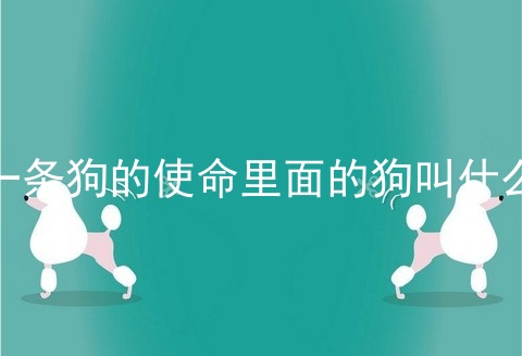 一条狗的使命里面的狗叫什么