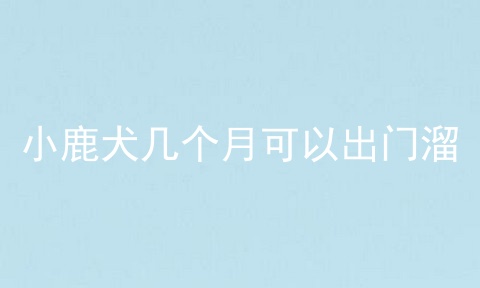 小鹿犬几个月可以出门溜