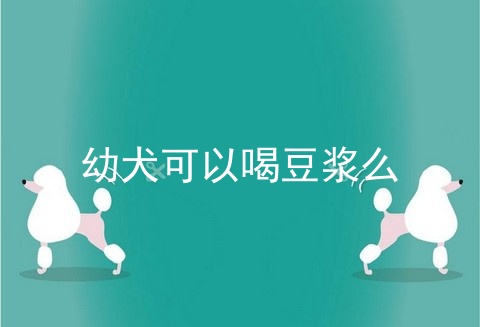 幼犬可以喝豆浆么