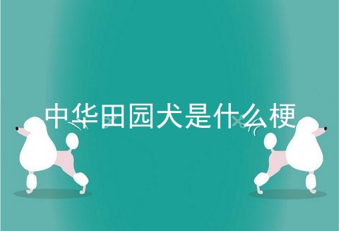 中华田园犬是什么梗