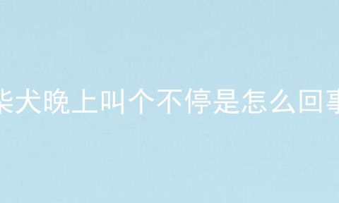 柴犬晚上叫个不停是怎么回事