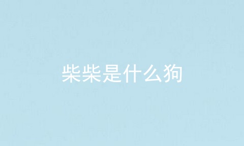 柴柴是什么狗
