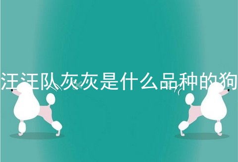 汪汪队灰灰是什么品种的狗