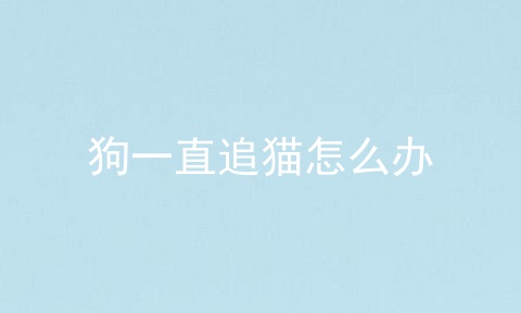 狗一直追猫怎么办