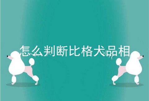 怎么判断比格犬品相