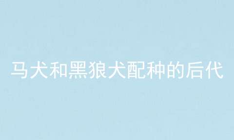 马犬和黑狼犬配种的后代