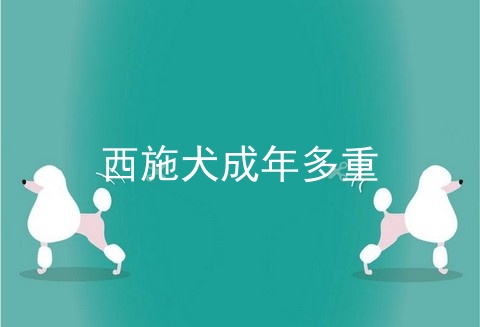 西施犬成年多重