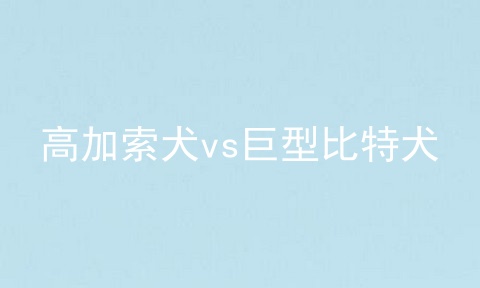 高加索犬vs巨型比特犬