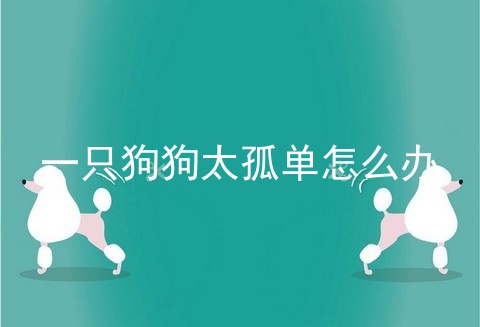 一只狗狗太孤单怎么办